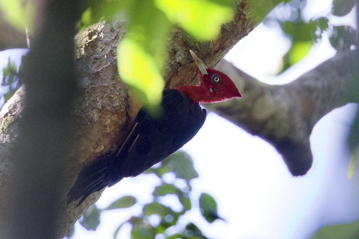 Red-necked Woodpecker - ML642219901