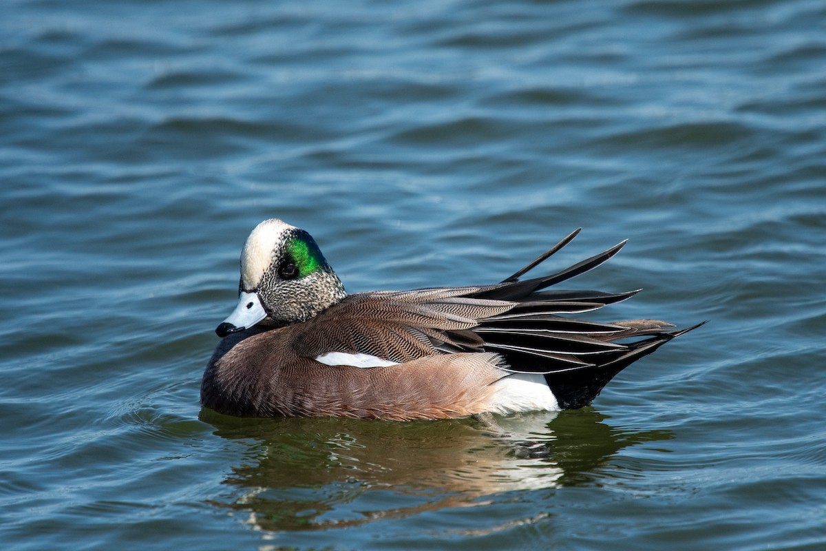 American Wigeon - ML642219904