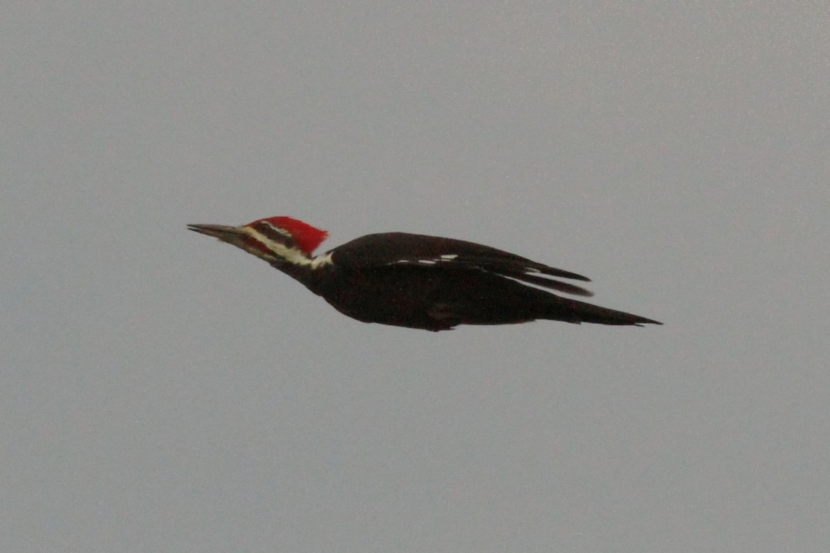 Pileated Woodpecker - ML642219925