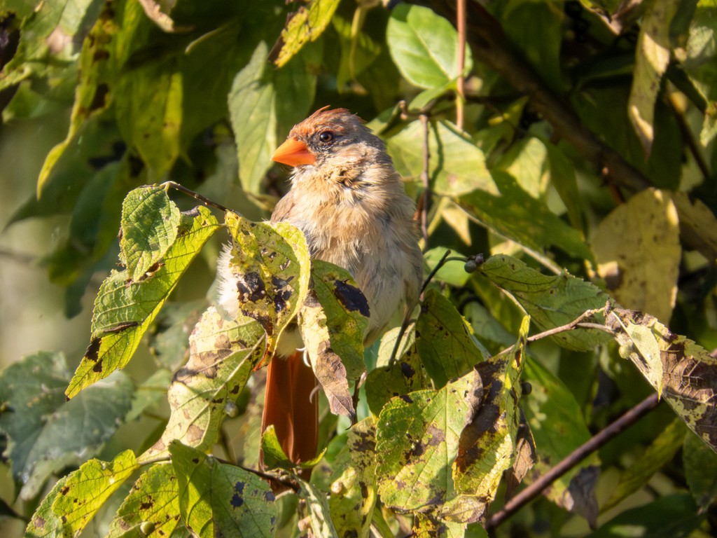 Northern Cardinal - ML642219949