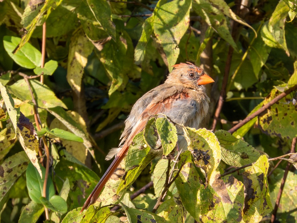 Northern Cardinal - ML642219950
