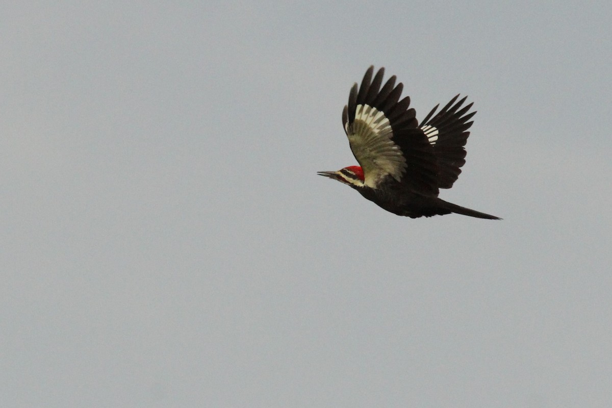Pileated Woodpecker - ML642219957