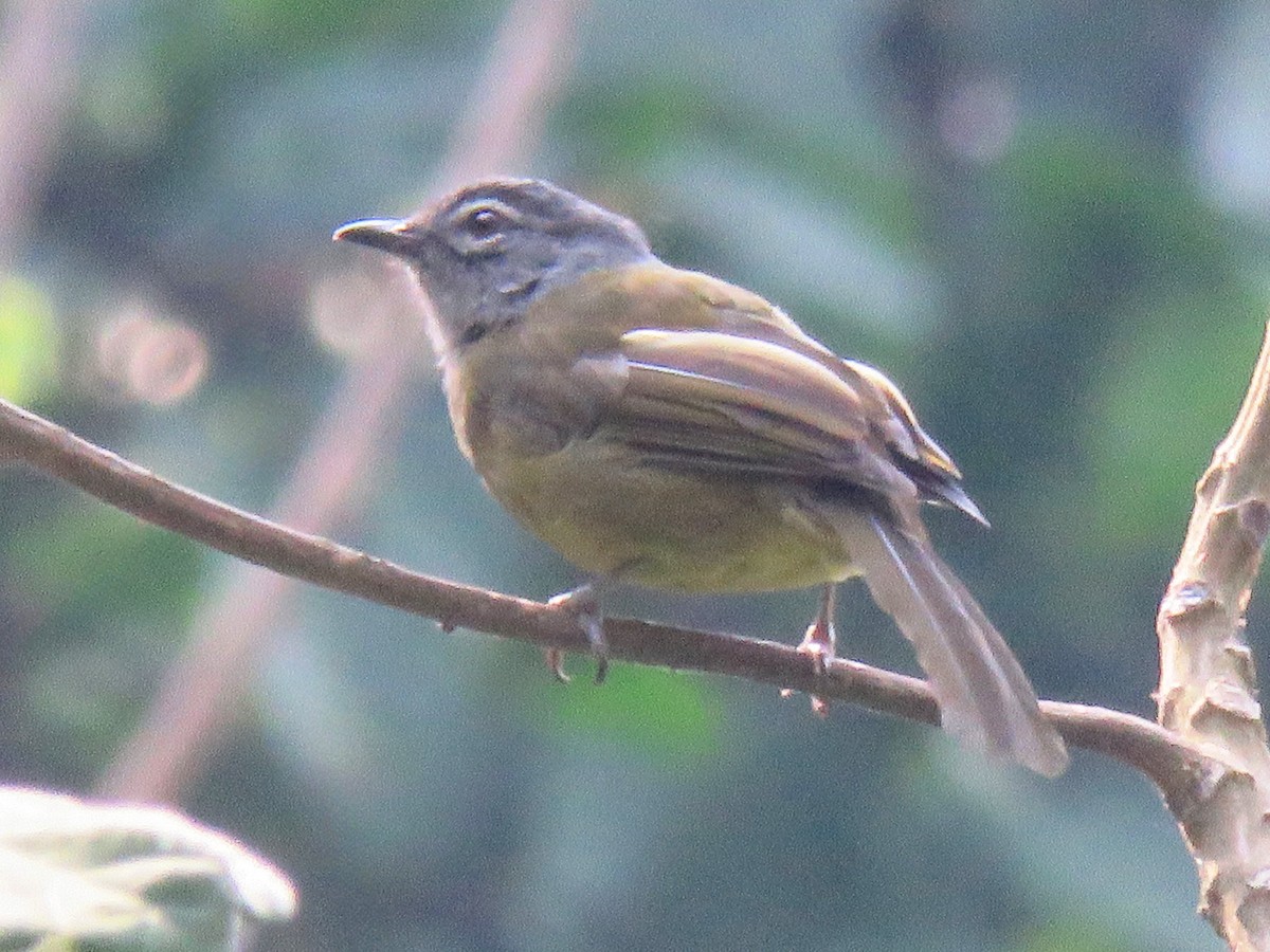 Kikuyu Mountain Greenbul - ML642219966