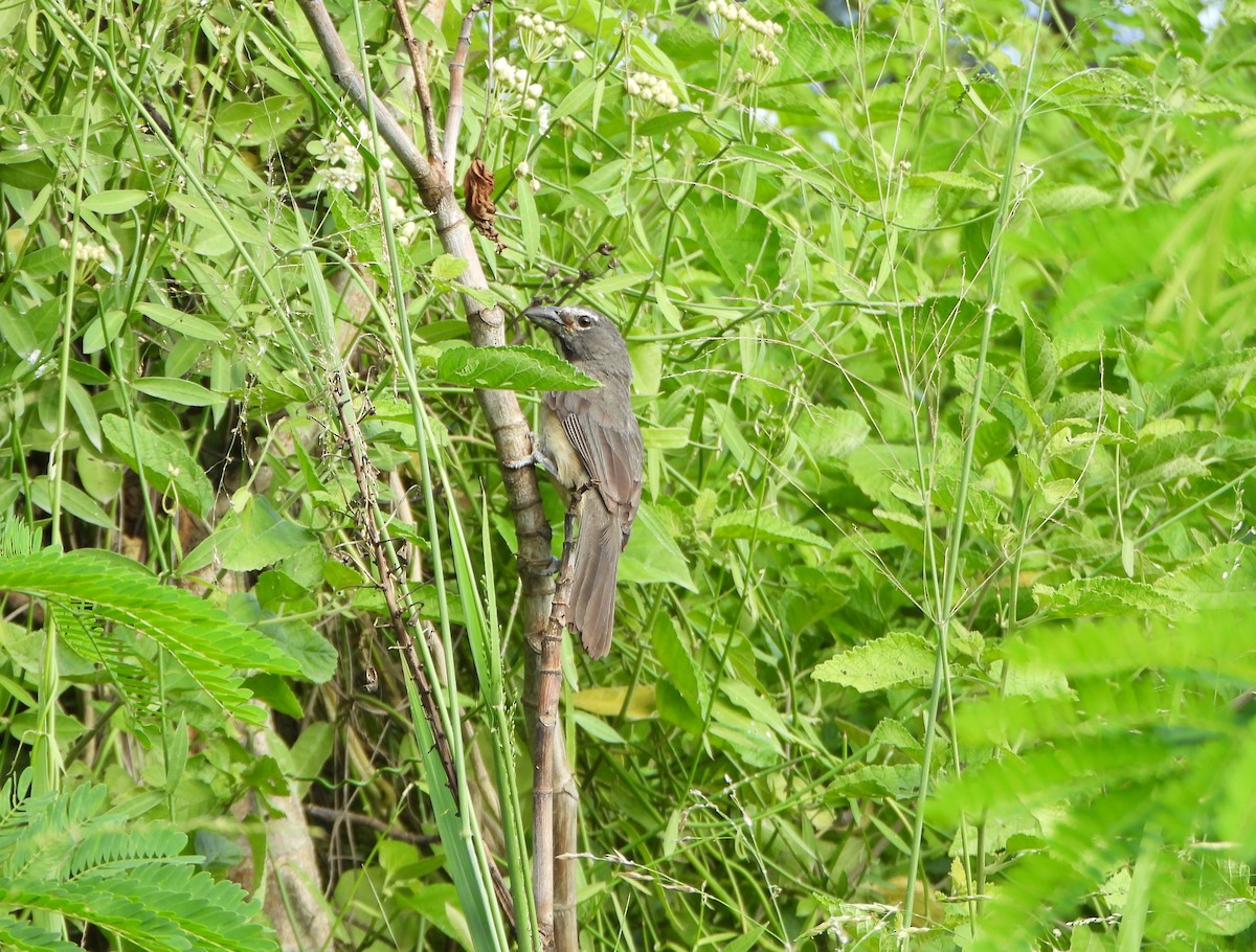 Olive-gray Saltator - ML642219967