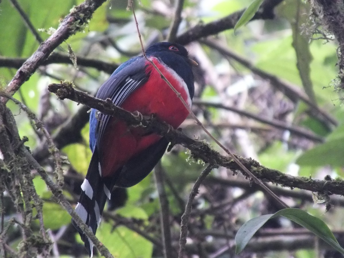 Trogon masqué - ML642219979