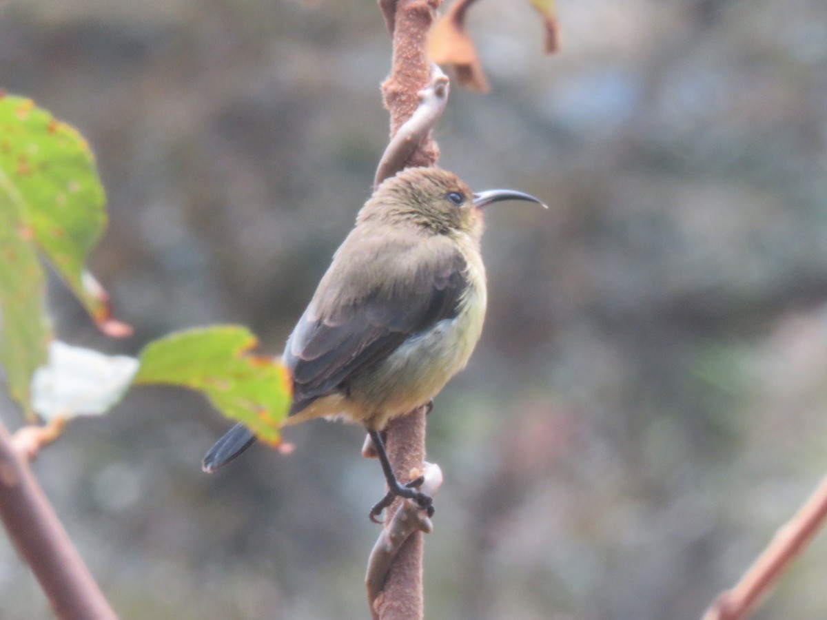 Northern Double-collared Sunbird - ML642219998