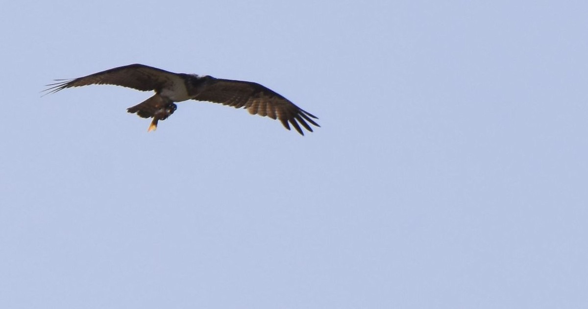 Osprey (Eurasian) - ML642219999