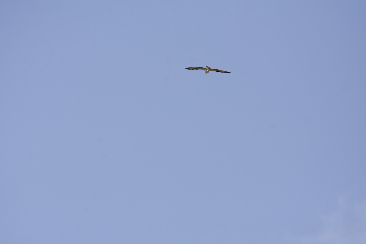 Osprey (Eurasian) - ML642220023