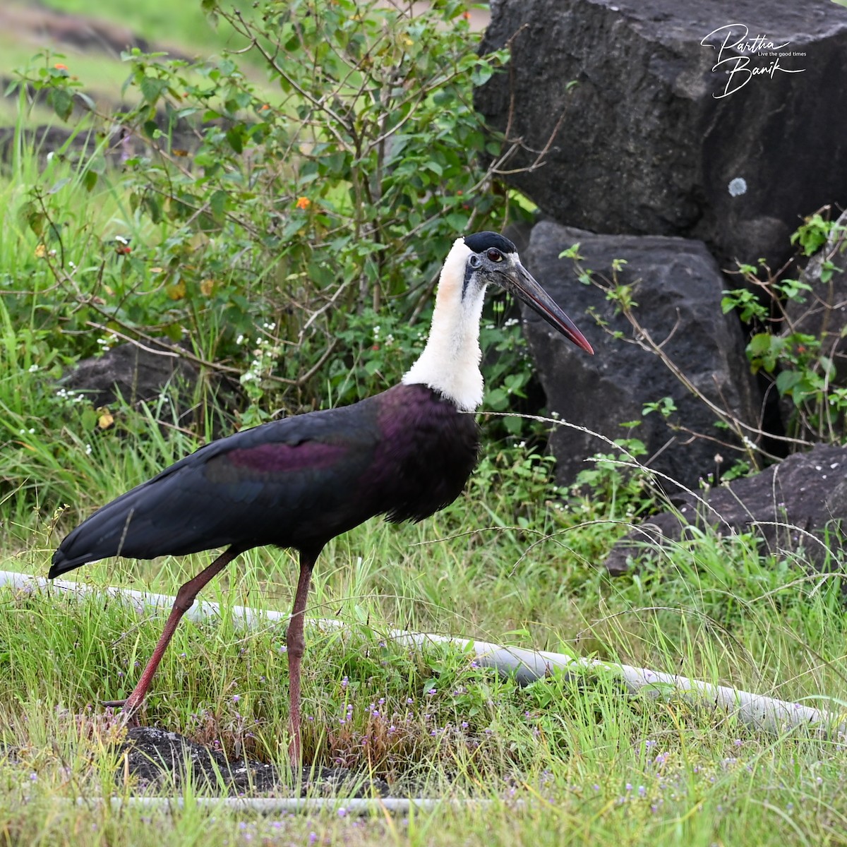 Asian Woolly-necked Stork - ML642220051