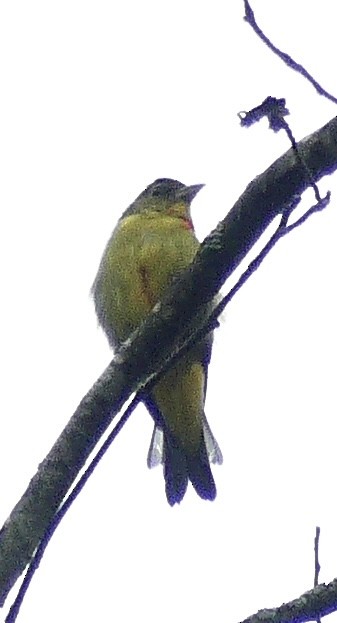 Scharlachkardinal - ML642220082