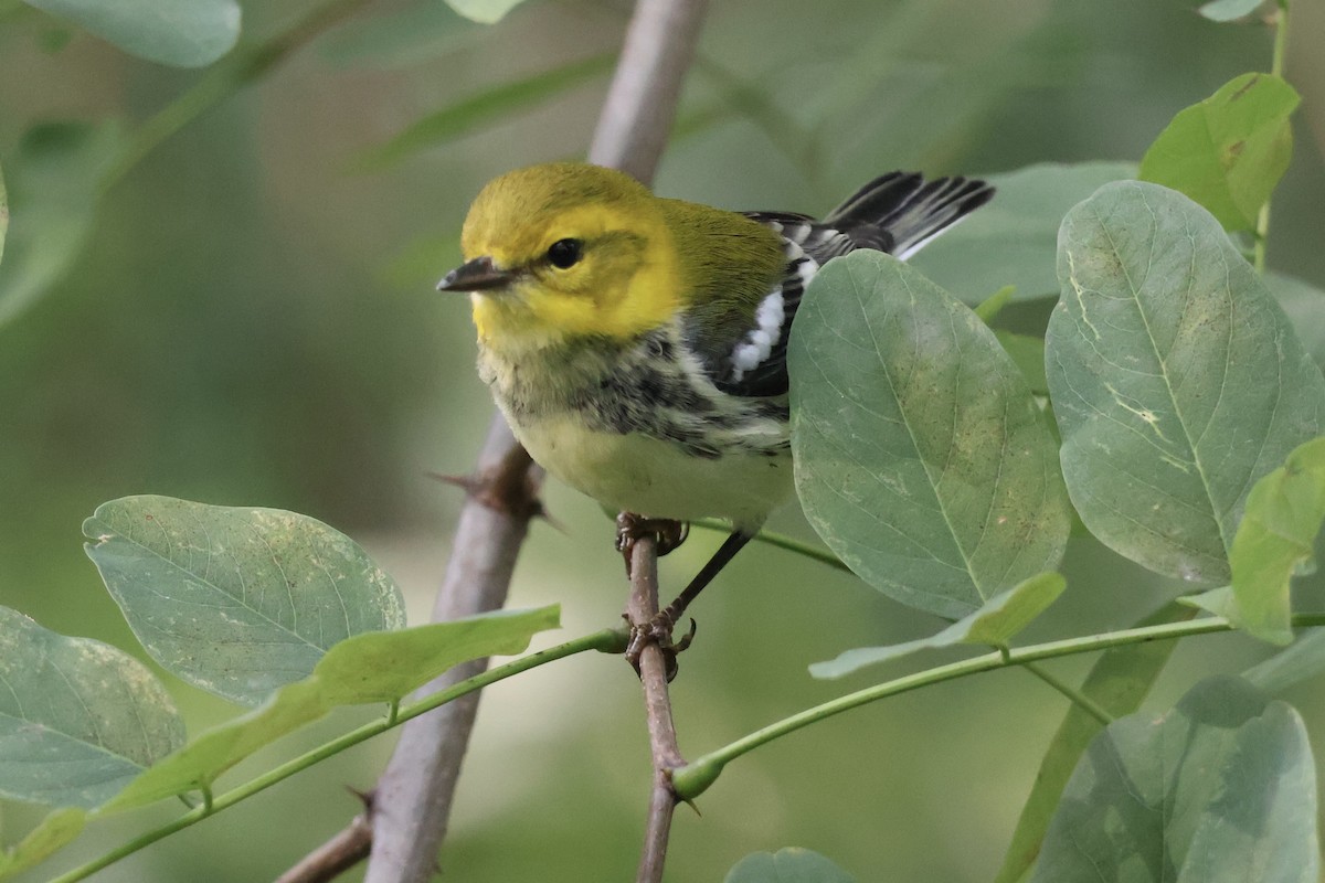 Grünmantel-Waldsänger - ML642220110