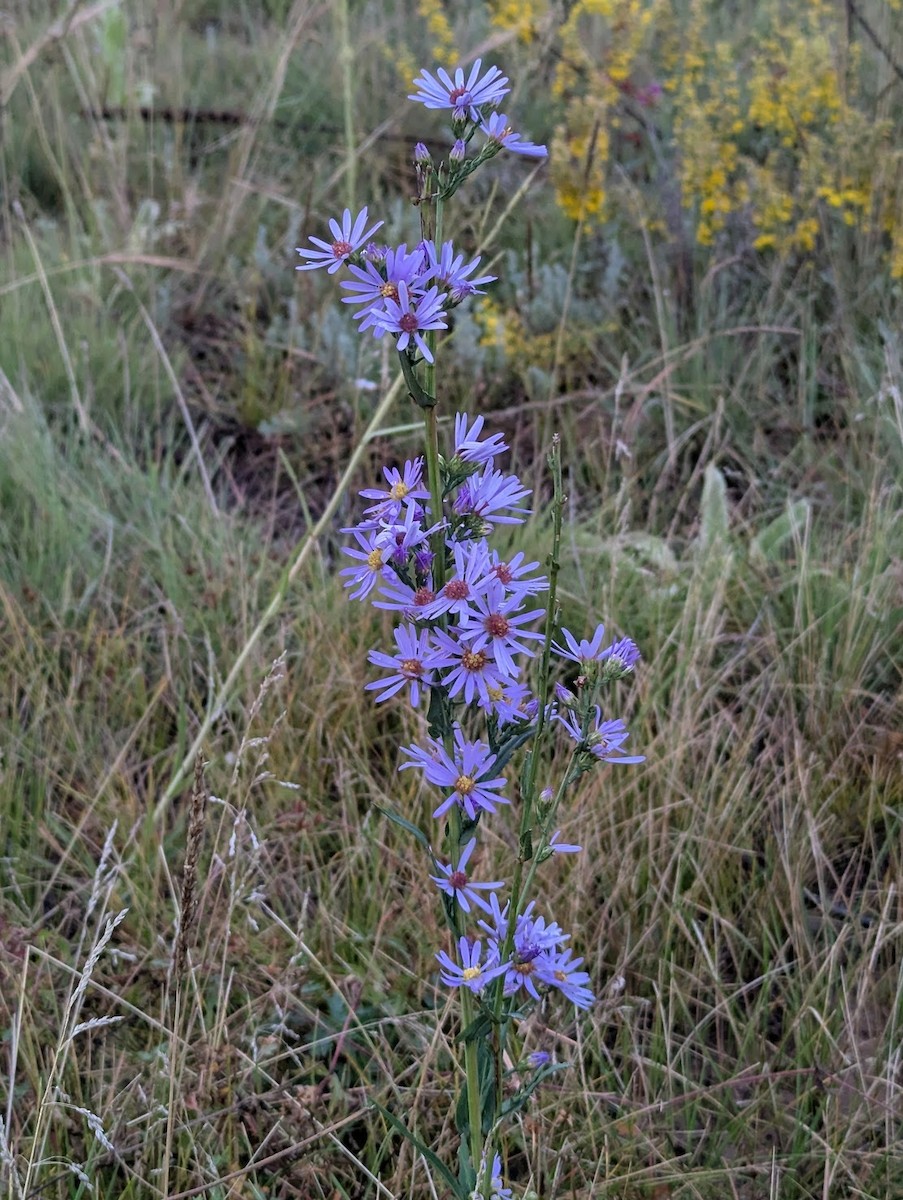 Nespecifikováno - Lynn Wysocki-Smith