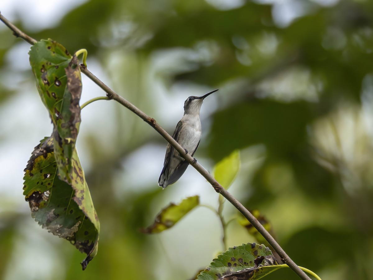 Ruby-throated Hummingbird - ML642220128