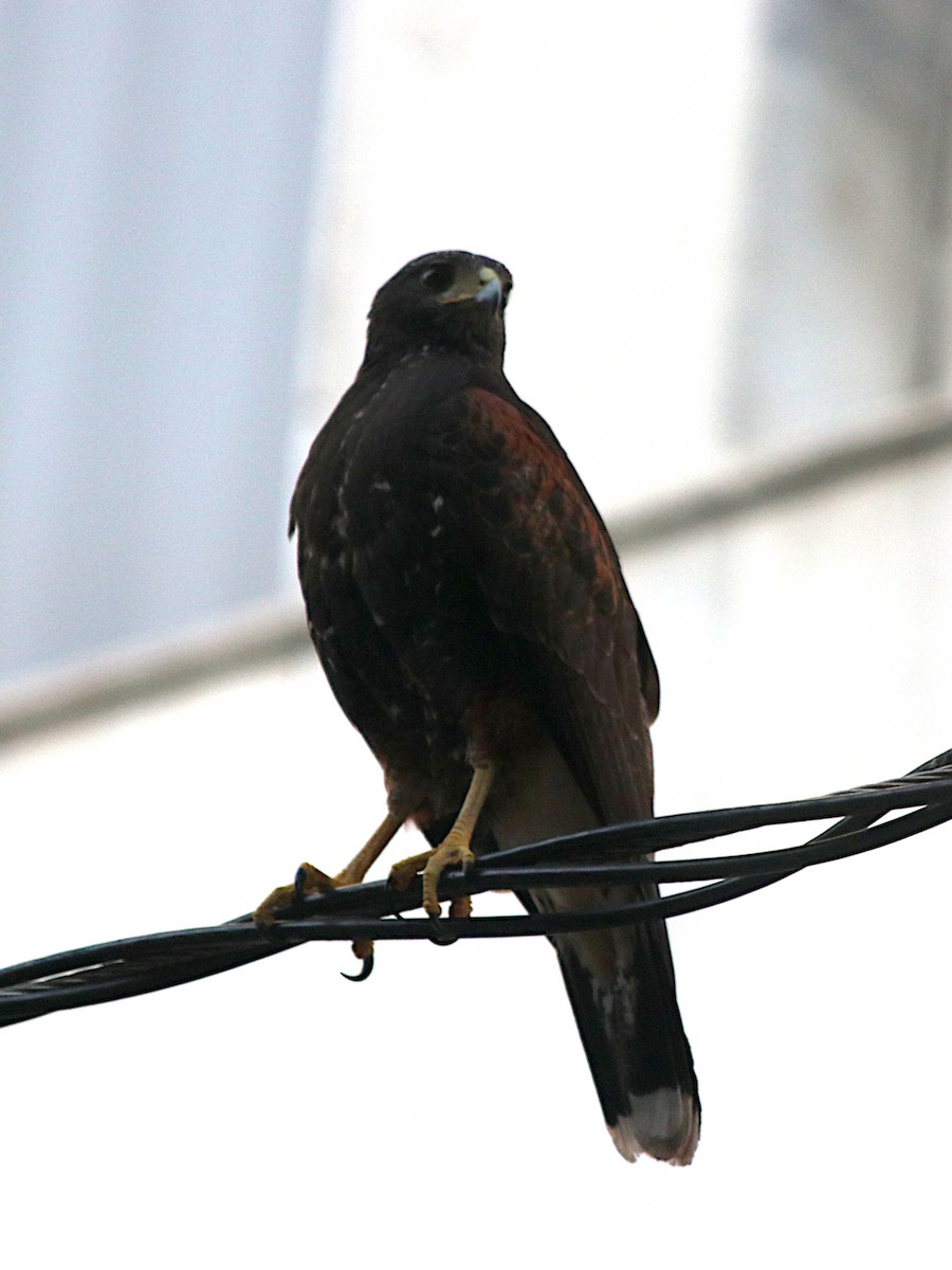 Harris's Hawk - ML642220137
