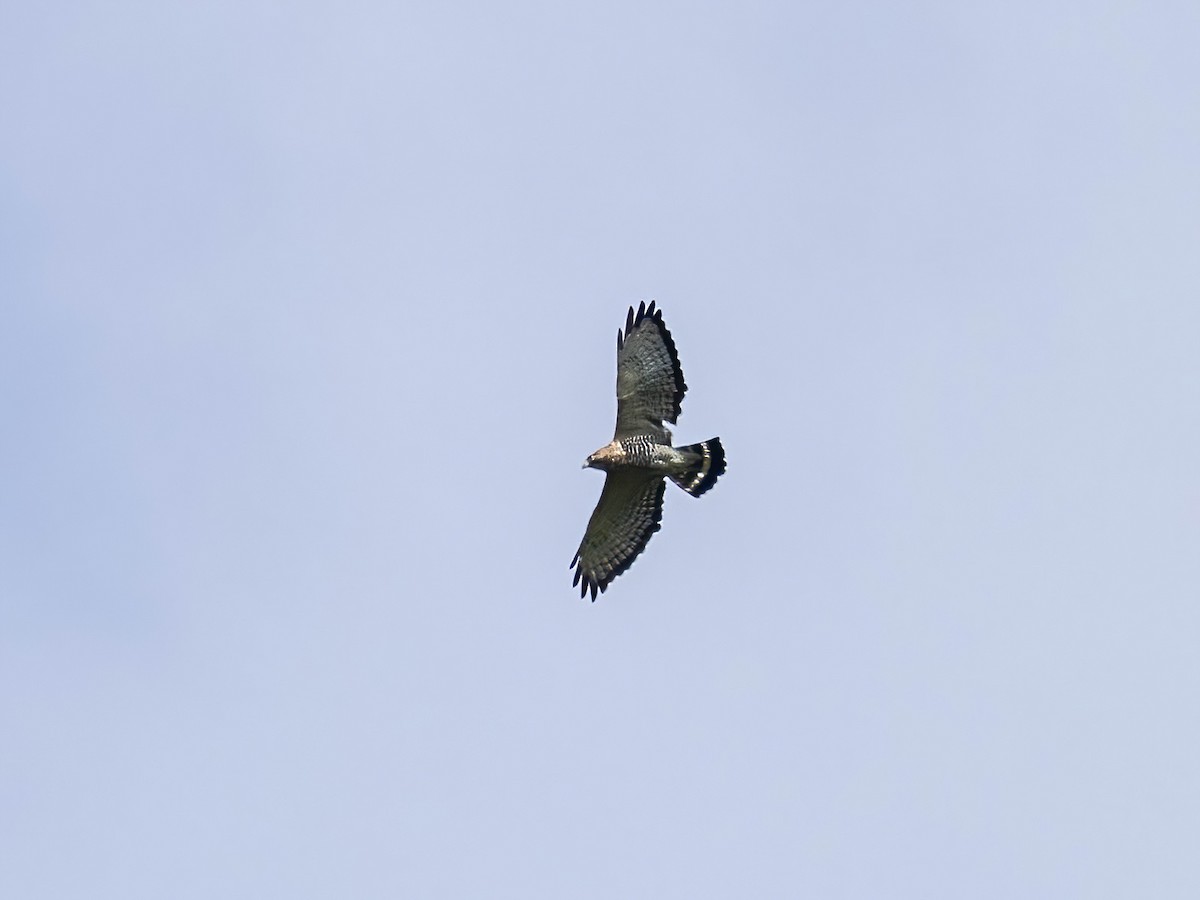 Broad-winged Hawk - ML642220141