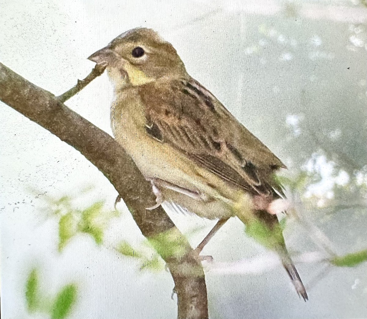 Dickcissel - ML642220143