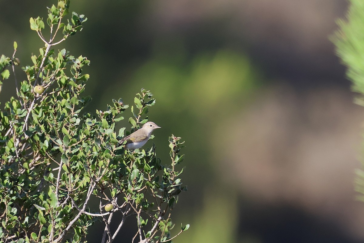 Eastern Bonelli's Warbler - ML642220167