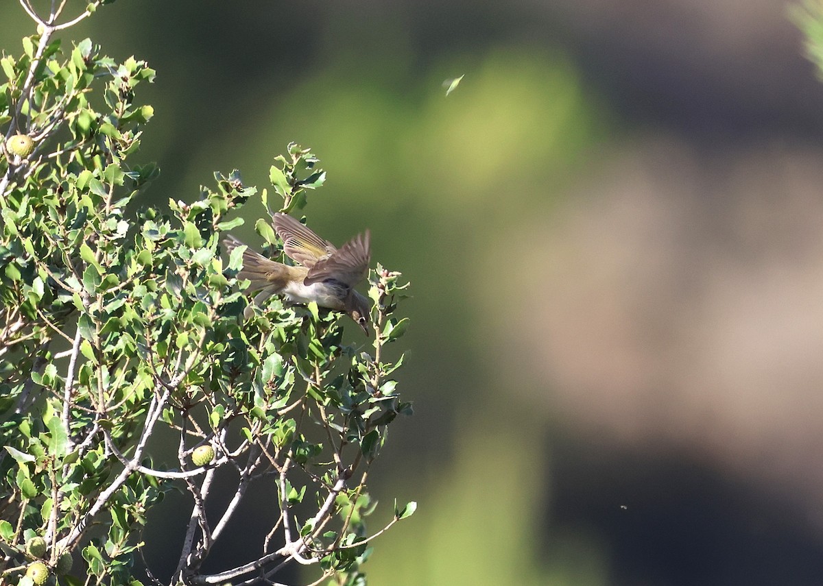 Eastern Bonelli's Warbler - ML642220168
