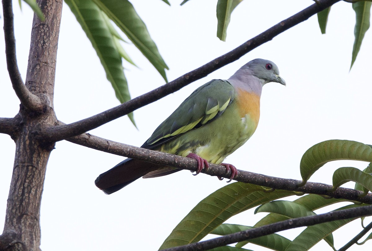 Pink-necked Green-Pigeon - ML642220176