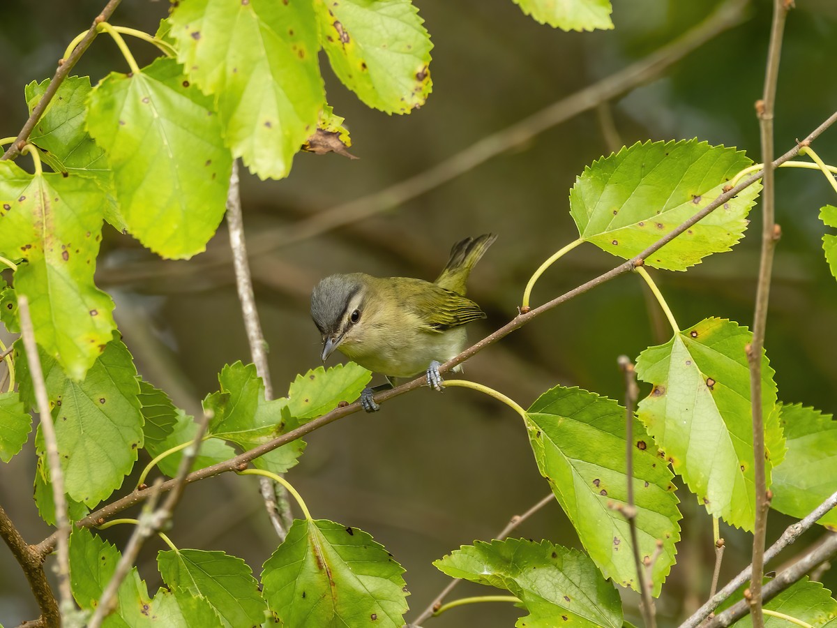 Red-eyed Vireo - ML642220178