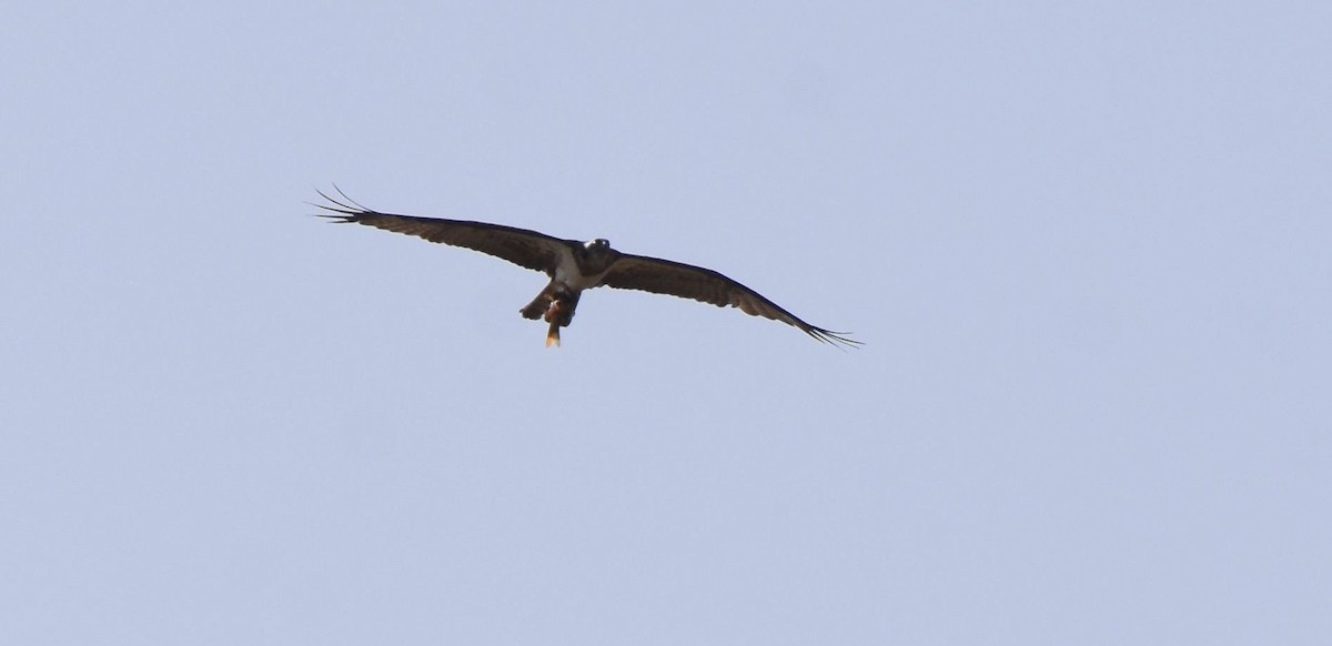 Osprey (Eurasian) - ML642220186