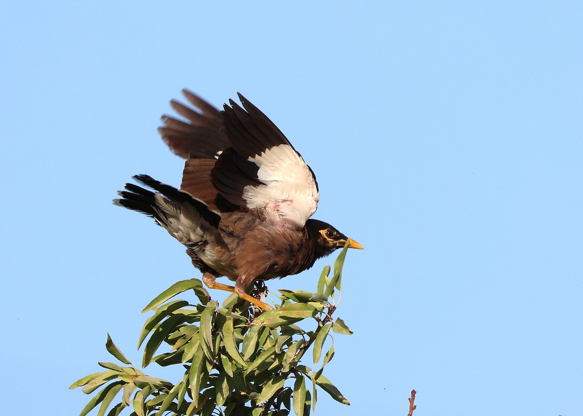 Common Myna - ML642220187