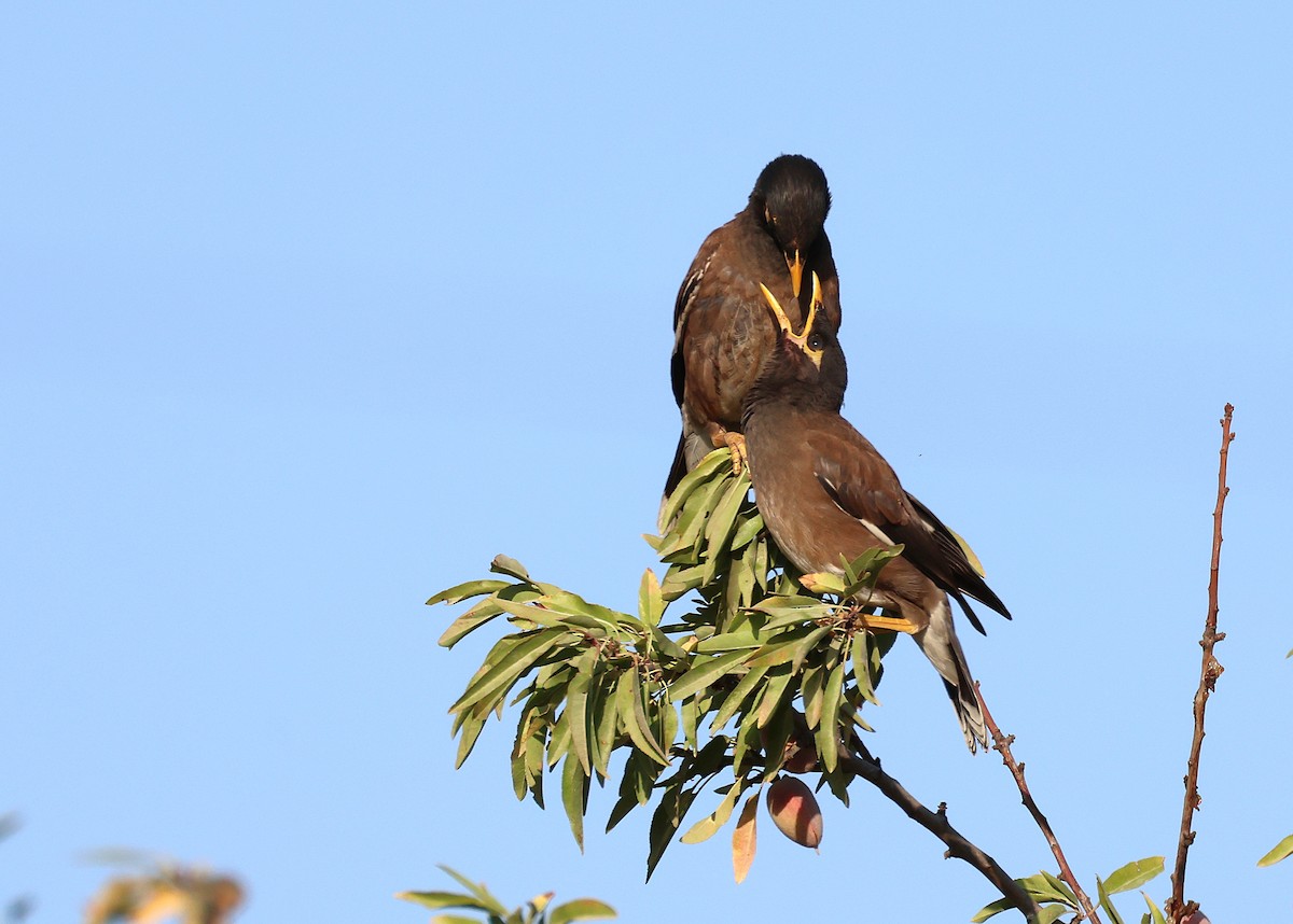 Common Myna - ML642220188