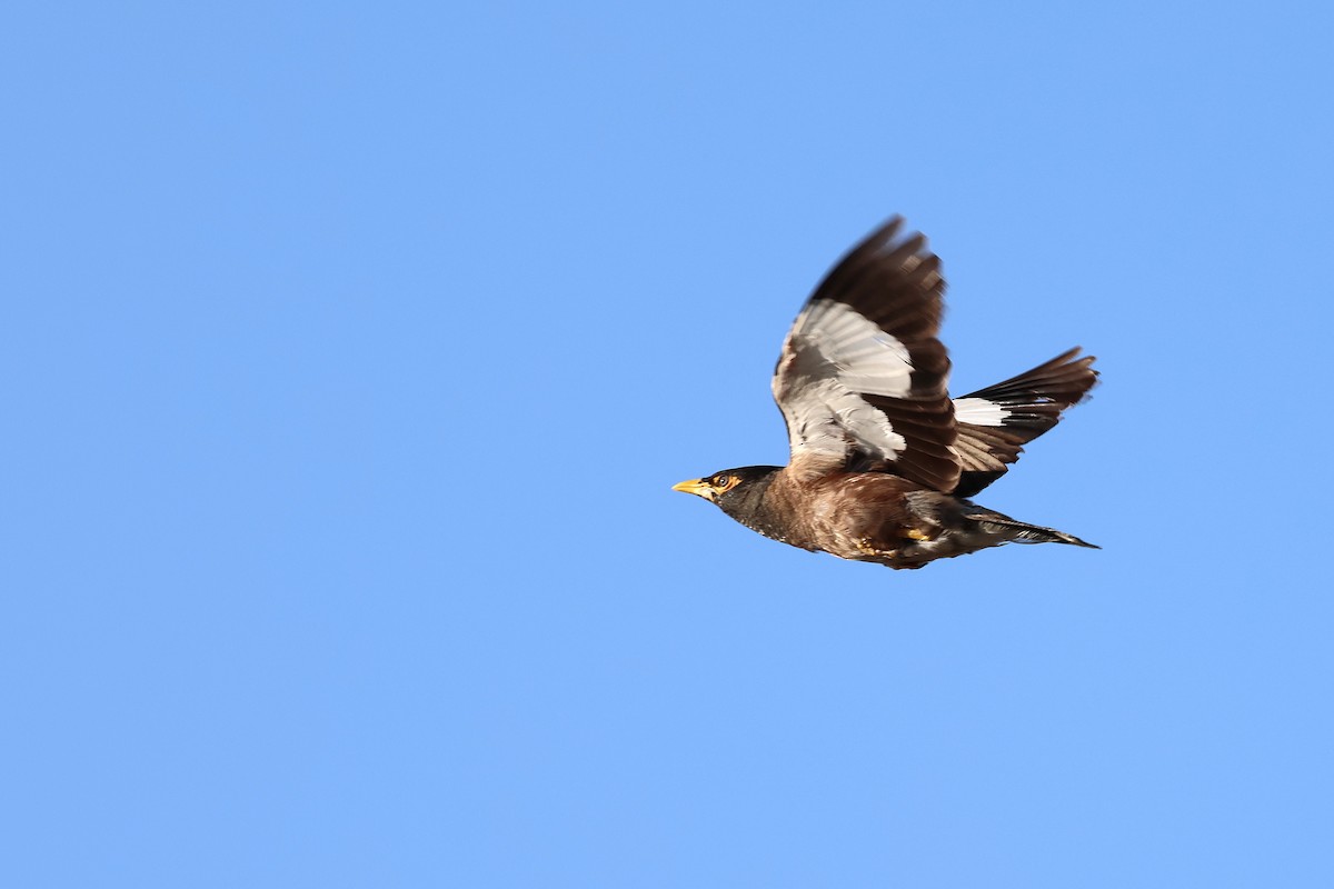 Common Myna - ML642220189
