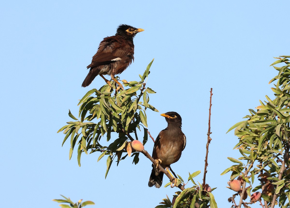 Common Myna - ML642220190