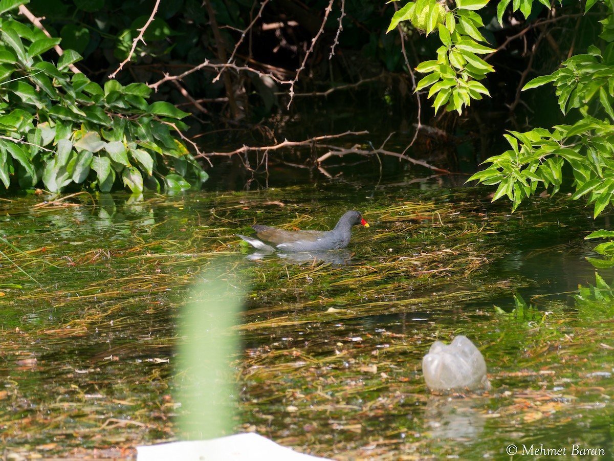 紅冠水雞 - ML642220207