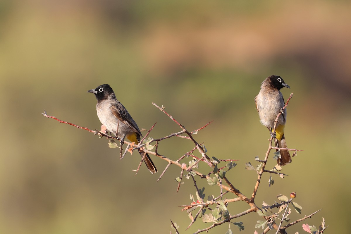 White-spectacled Bulbul - ML642220215