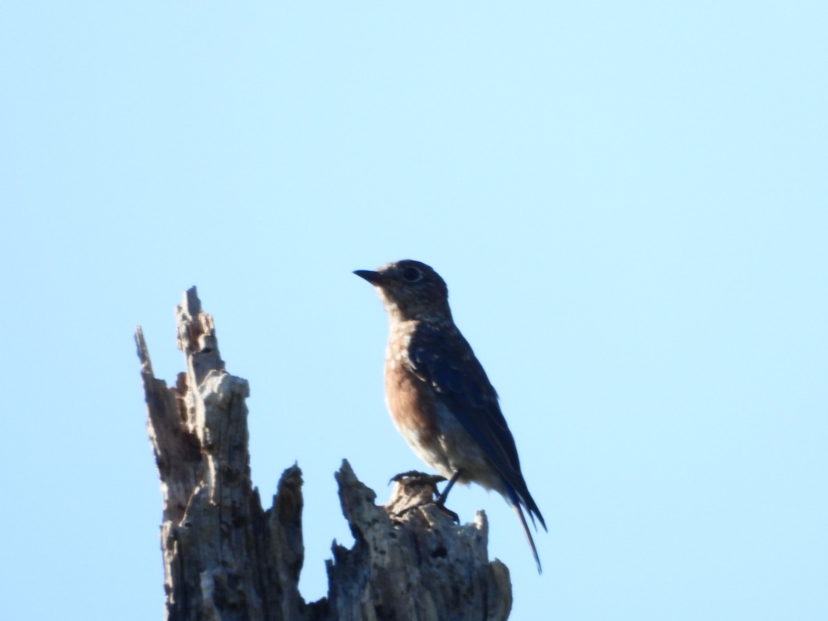 Eastern Bluebird (Eastern) - ML642220221
