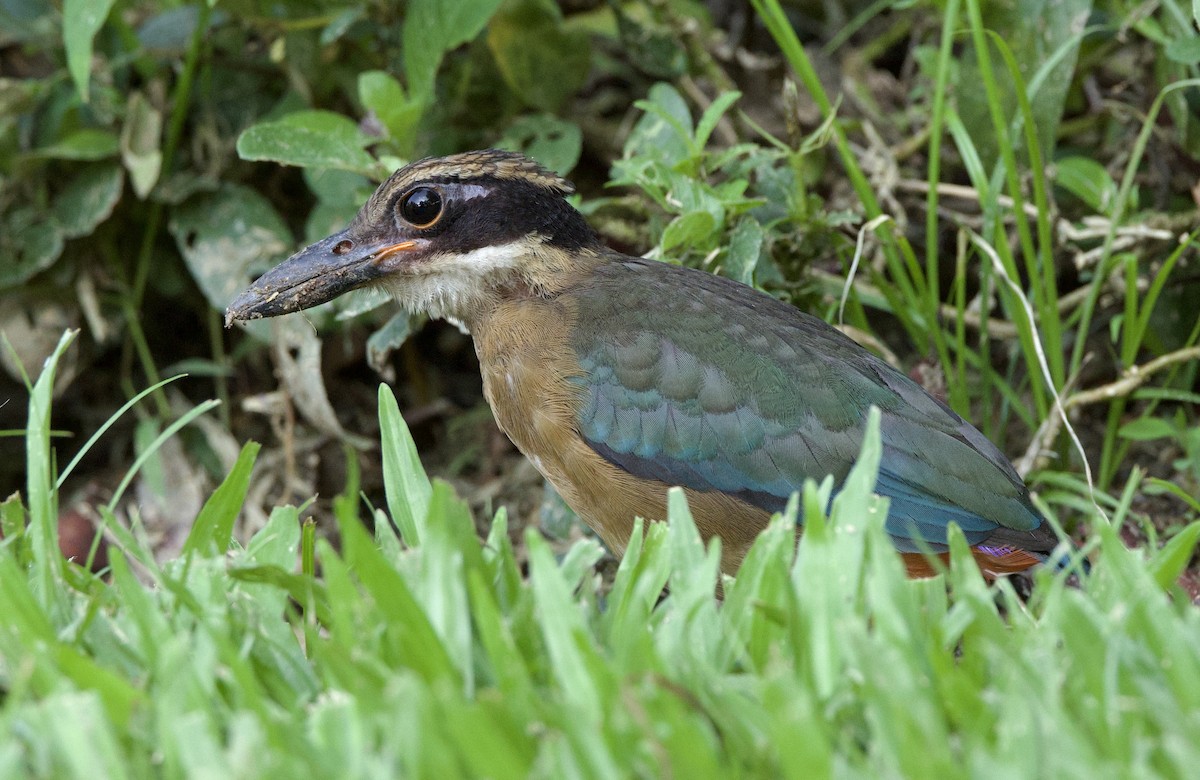 Mangrove Pitta - ML642220222
