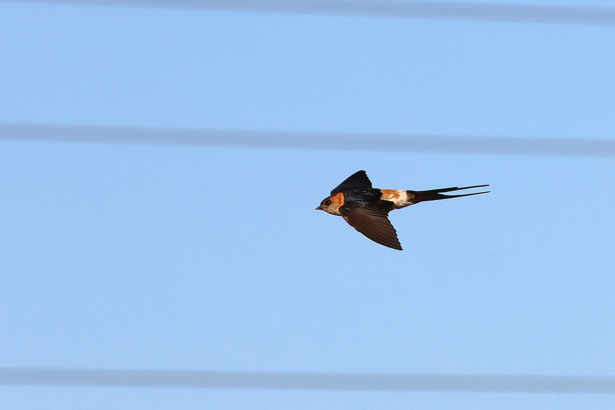 European Red-rumped Swallow - ML642220223