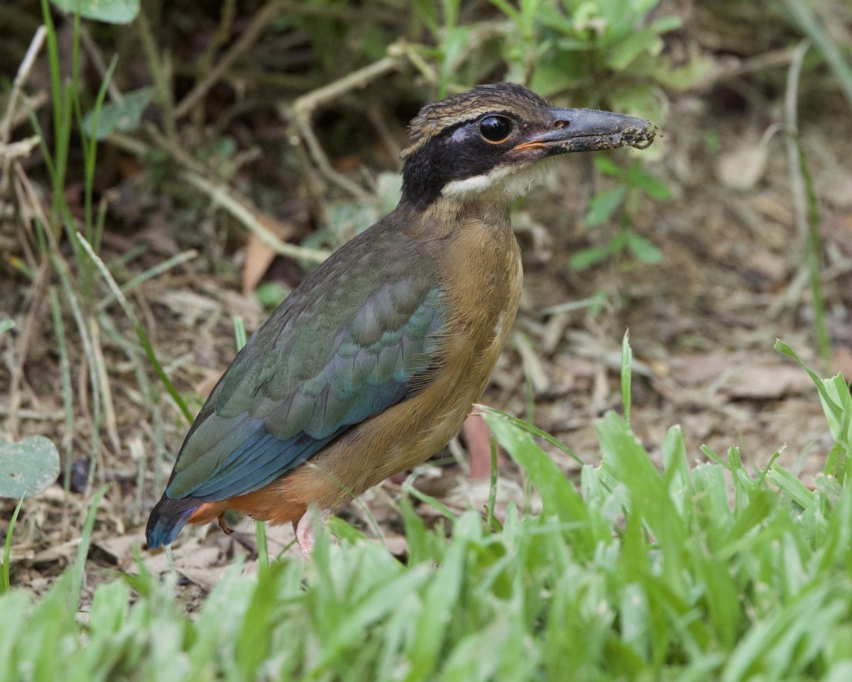 Mangrove Pitta - ML642220224