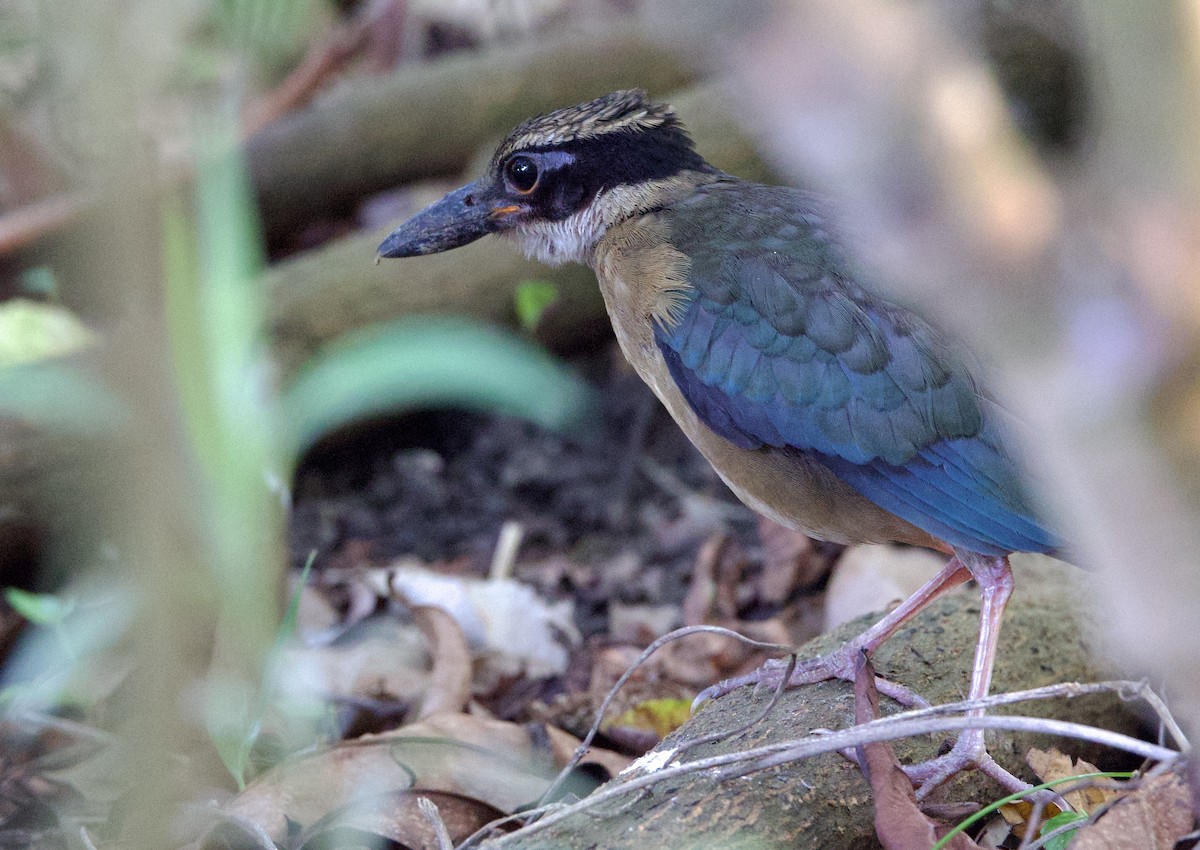 Mangrove Pitta - ML642220225