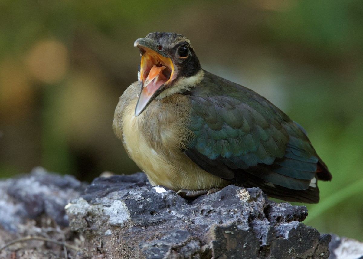 Mangrove Pitta - ML642220226