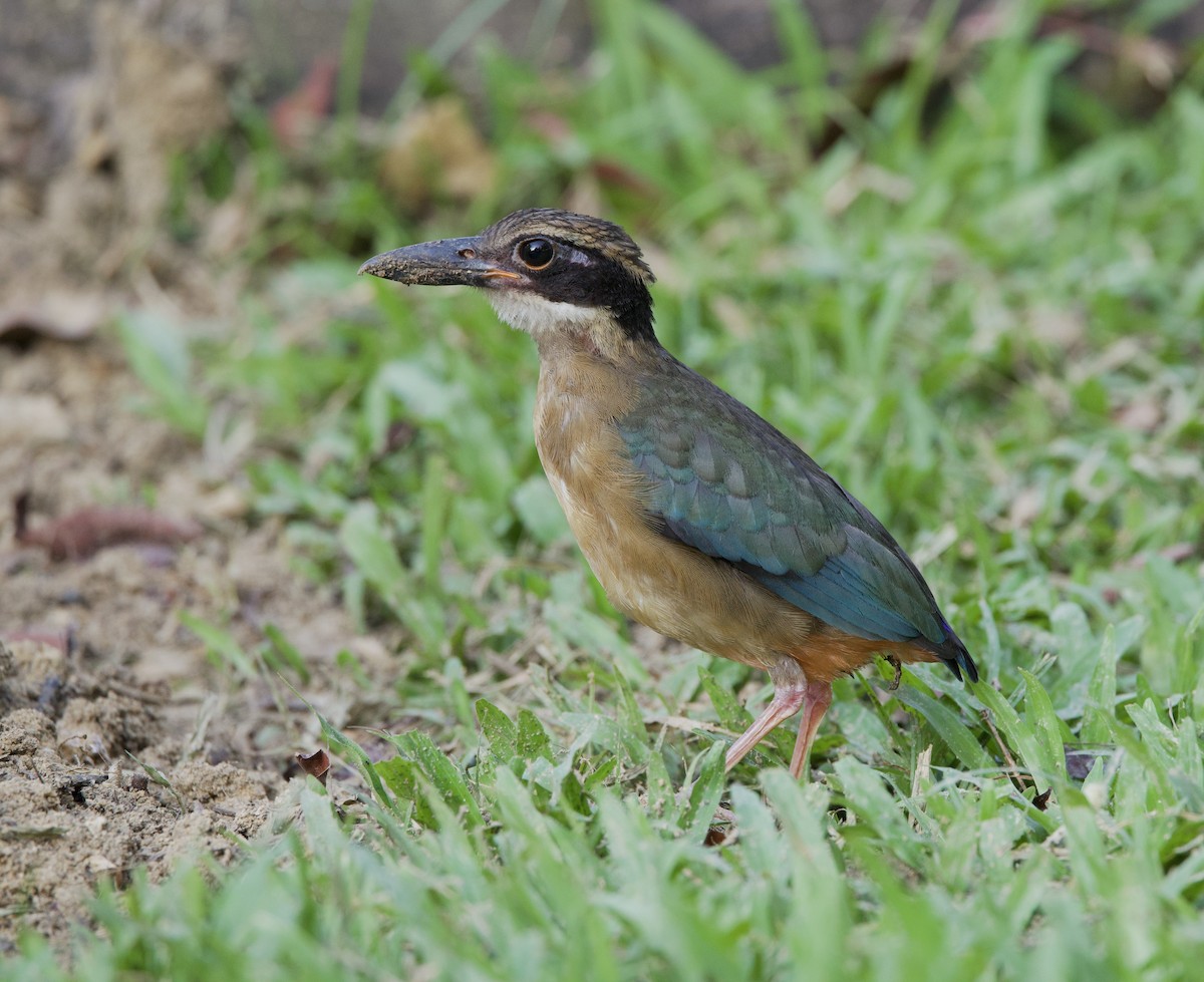 Mangrove Pitta - ML642220228