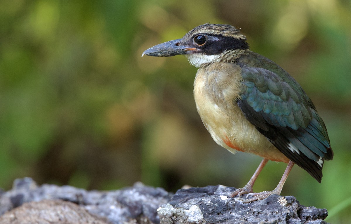 Mangrove Pitta - ML642220229