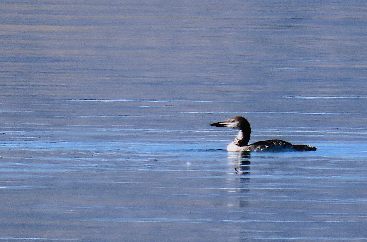 Common Loon - ML642220230