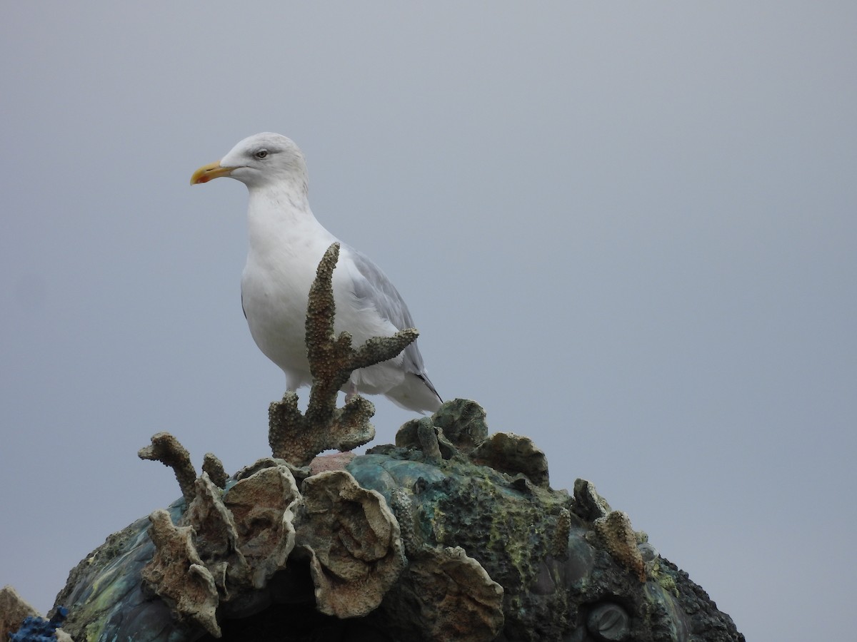 European Herring Gull - ML642220231