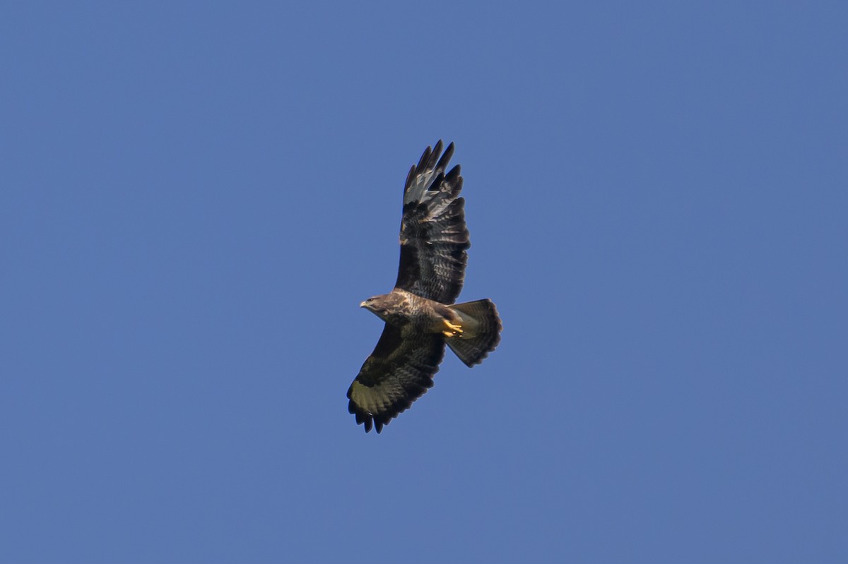 Common Buzzard - ML642220234