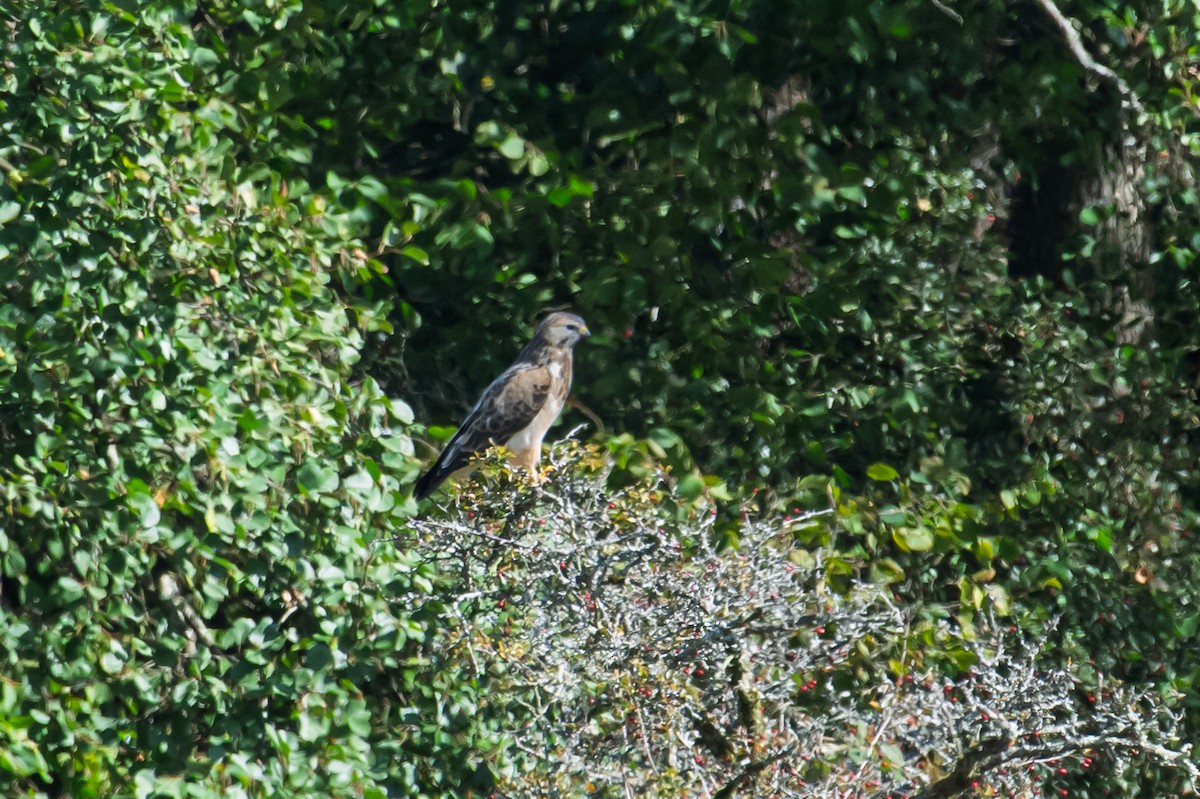 Common Buzzard - ML642220235