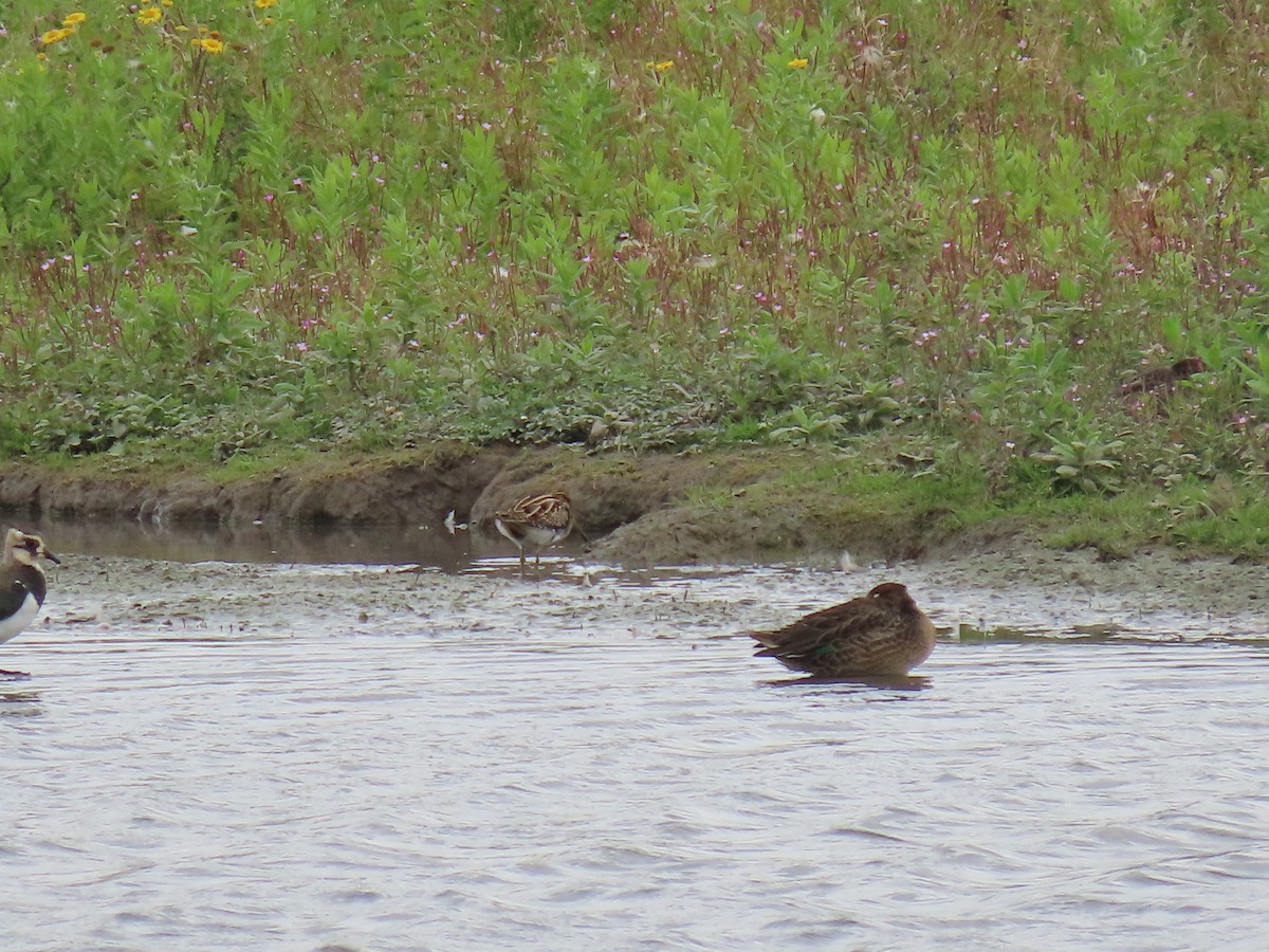Common Snipe - ML642220239