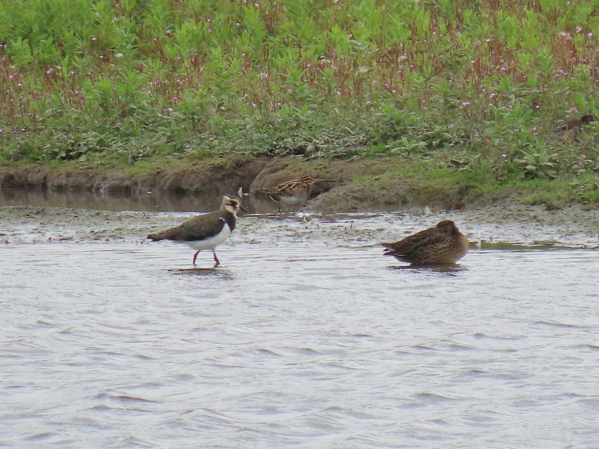 Common Snipe - ML642220240