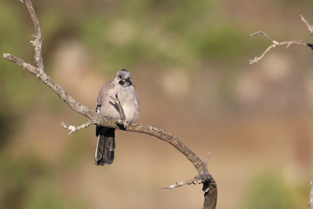 Eurasian Jay - ML642220241