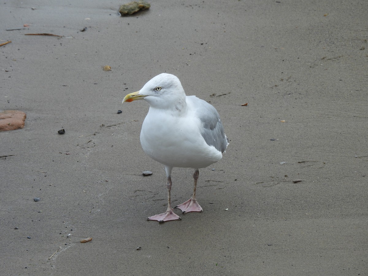 European Herring Gull - ML642220243