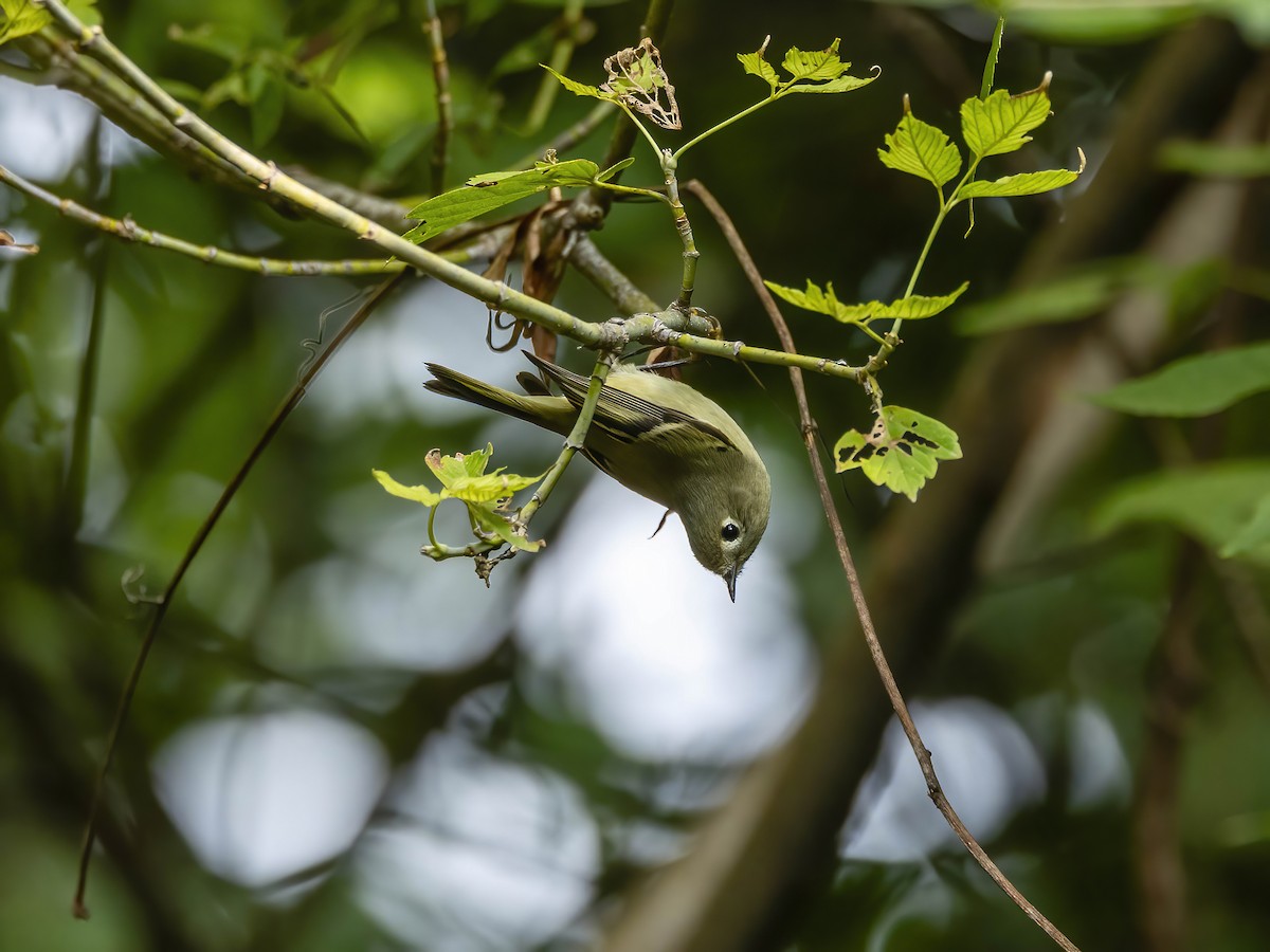 Ruby-crowned Kinglet - ML642220244