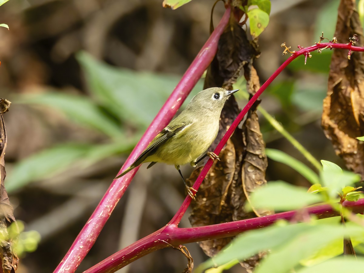 Ruby-crowned Kinglet - ML642220245