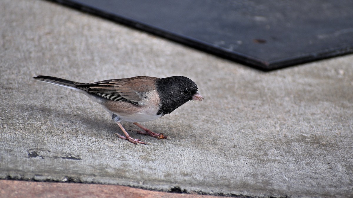 Dark-eyed Junco - ML642220248